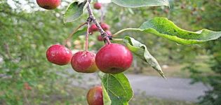 Mô tả và đặc điểm, đặc điểm canh tác và vùng trồng các giống táo Món quà cho người làm vườn