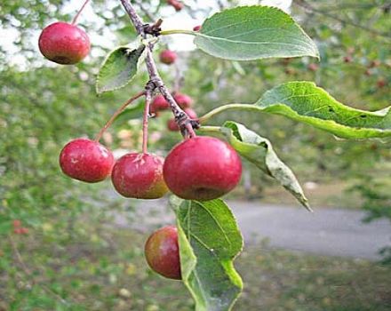 Opis i karakteristike, značajke uzgoja i regije za sorte jabuka Poklon za vrtlare