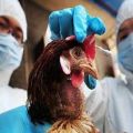 Símptomes de la pesta en els pollastres i per què la malaltia és perillosa, mètodes de tractament i prevenció