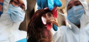 Symptomen van pest bij kippen en waarom de ziekte gevaarlijk is, behandelings- en preventiemethoden