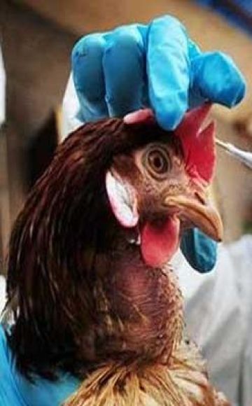 Objawy dżumy u kurczaków i dlaczego choroba jest niebezpieczna, metody leczenia i zapobiegania