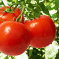 Characteristics and description of the tomato variety Riddle, its yield