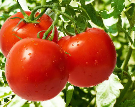 Characteristics and description of the tomato variety Riddle, its yield