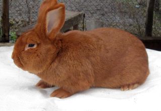 Mô tả và đặc điểm của thỏ thuộc giống New Zealand, lịch sử và cách chăm sóc của chúng