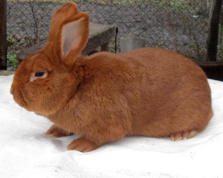 Description and characteristics of rabbits of the New Zealand breed, their history and care
