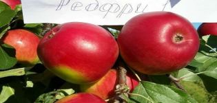 Descripció de la varietat de poma vermella, avantatges i desavantatges, regions favorables per al cultiu