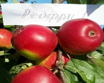 Opis sorte jabuka crvena slobodna, prednosti i nedostaci, povoljna područja za uzgoj