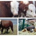Các loại và màu sắc của bò ở Nga và thế giới, giống bò, đặc điểm của các giống bò