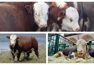 Tipos y colores de vacas en Rusia y el mundo, cómo se ve el ganado, características de las razas.