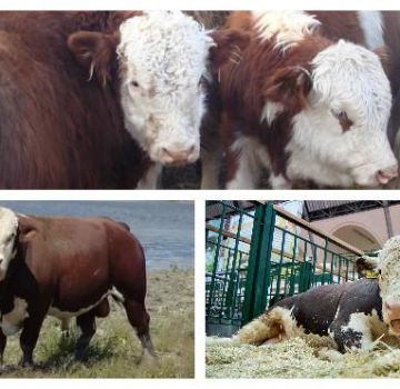 Tipos y colores de vacas en Rusia y el mundo, cómo se ve el ganado, características de las razas.