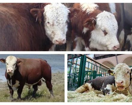 Rodzaje i umaszczenie krów w Rosji i na świecie, wygląd bydła, cechy ras