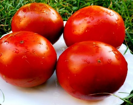 Characteristics and description of the tomato variety Paul Robson