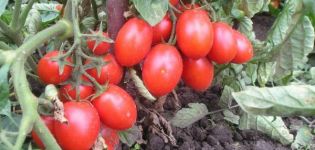 Description of the tomato variety Hedgehog, its yield and cultivation