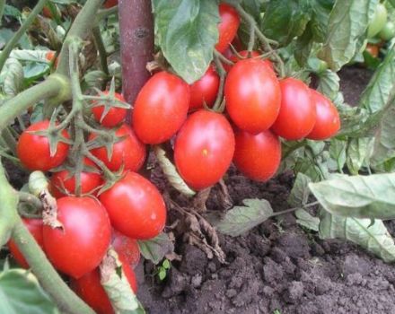 Pomidorų veislės Ežiukas aprašymas, derlius ir auginimas