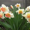 Περιγραφή της ποικιλίας Pink Charm daffodil, ημερομηνίες φύτευσης και κανόνες φροντίδας