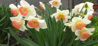 Description of the Pink Charm daffodil variety, planting dates and care rules