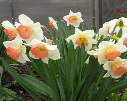 Descripció del daffodil Pink Charm, dates de plantació i normes de cura