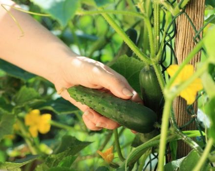 Varför är gurkor bittera i växthuset och i trädgården och vad man ska göra
