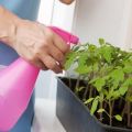 Super agent for tomato seedlings hydrogen peroxide
