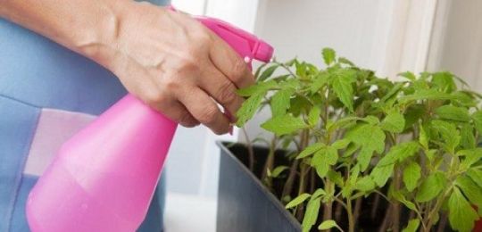 Super ahente para sa mga seedlings ng kamatis hydrogen peroxide