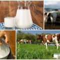 ما هي النسبة الطبيعية للدهون في حليب البقر منزلي الصنع وما تعتمد عليه