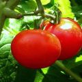 Características y descripción de la variedad de tomate Bullfinch, su rendimiento.
