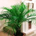 Description du palmier dattier Robelini, plantation et entretien