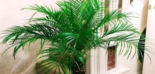 Opis odmiany palmy daktylowej Robelini, sadzenie i pielęgnacja