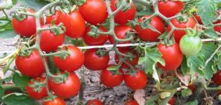 Crescendo con una descrizione e caratteristiche della varietà di pomodoro Thumbelina