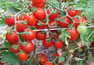 Growing with a description and characteristics of the tomato variety Thumbelina