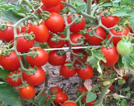 Thumbelina domates çeşidinin tanımı ve özellikleri ile büyüyen