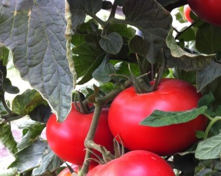 Descripción de la variedad de tomate Barin, características de cultivo y rendimiento.