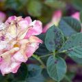 How to treat black spot on roses, effective treatments