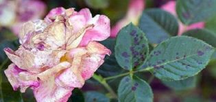 Kako liječiti crnu mrlju na ružama, učinkoviti tretmani