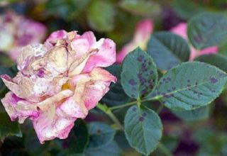 Wie man schwarze Flecken auf Rosen behandelt, wirksame Behandlungen