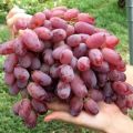 Descripción y características de la variedad de uva Kishmish Radiant, sus pros y contras