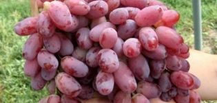 Description and characteristics of the Kishmish Radiant grape variety, its pros and cons