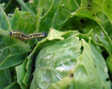 How to process cabbage from caterpillars with folk remedies