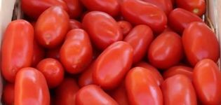 Opis sorte rajčice Ulysse, značajke uzgoja i njege