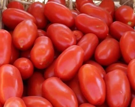 Description de la variété de tomate Ulysse, caractéristiques de culture et d'entretien