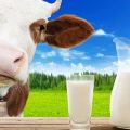 The benefits and harms of real cow's milk, calorie content and chemical composition