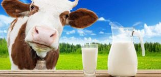Beneficis i perjudicis de la llet de vaca real, contingut calòric i composició química