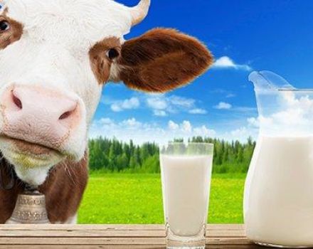Los beneficios y daños de la leche de vaca real, el contenido calórico y la composición química.