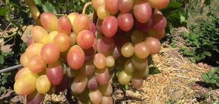 Popis a charakteristika odrůdy hroznů Tason, výsadba a pěstování