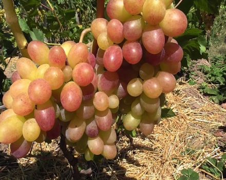 Descripción y características de la variedad de uva Tason, características de plantación y cultivo.