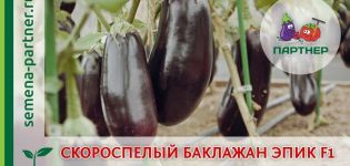 Beskrivning av sorten Epic aubergine, funktioner för odling och vård