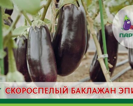 Beschrijving van de Epic-auberginevariëteit, kenmerken van teelt en verzorging