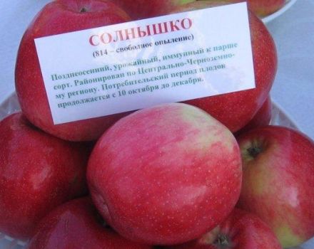 Opis i karakteristike stabla jabuka Solnyshko, pravila sadnje i njege