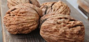 How to grow walnuts in the Moscow region, the best varieties, planting and care