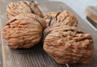 How to grow walnuts in the Moscow region, the best varieties, planting and care